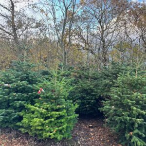 Juletræ | Nordmannsgrand